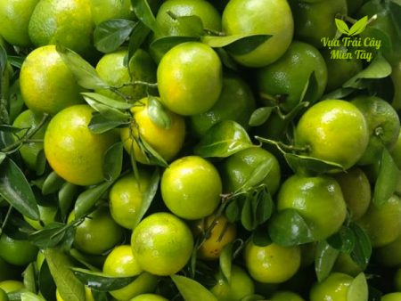 cam xoàn vựa trái cây miền tây