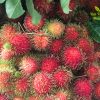 chôm chôm thái vựa trái cây miền tây