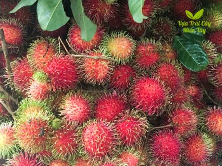 chôm chôm thái vựa trái cây miền tây