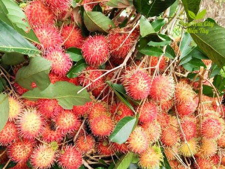 chôm chôm thường vựa trái cây miền tây