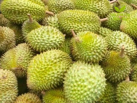 sầu riêng ri 6 vựa trái cây miền tây